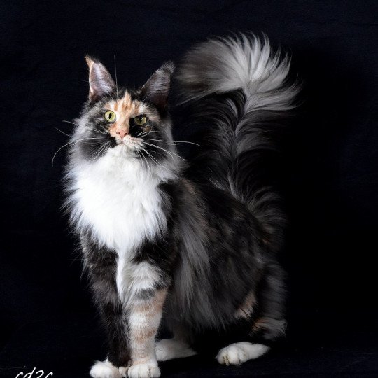 Erika Iuxta Fontem Femelle Maine coon