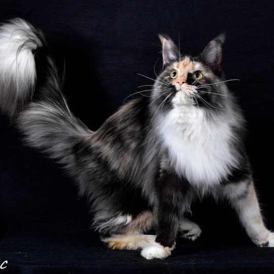 chat Maine coon black tortie smoke & blanc Erika chatterie des coons des 2 caps