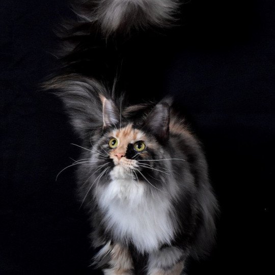 chat Maine coon black tortie smoke & blanc Erika chatterie des coons des 2 caps