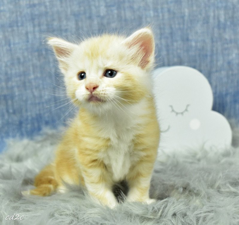 Saphyr Des coons des 2 caps Mâle Maine coon