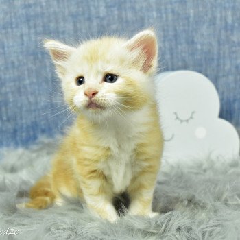 chaton Maine coon red silver blotched tabby & blanc Saphyr chatterie des coons des 2 caps