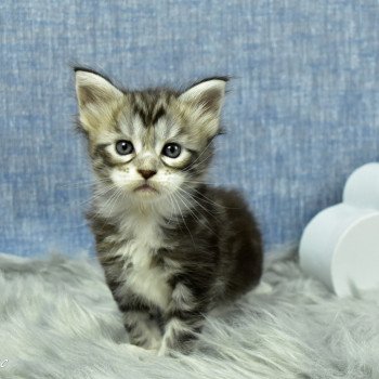 chaton Maine coon black silver blotched tabby & blanc Shanelle chatterie des coons des 2 caps