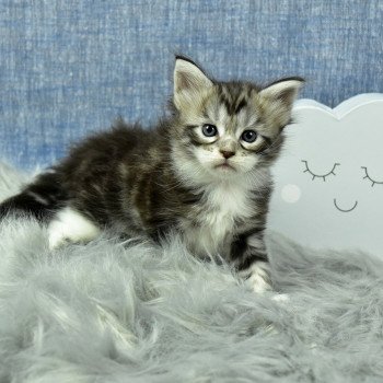 chaton Maine coon black silver blotched tabby & blanc Shanelle chatterie des coons des 2 caps