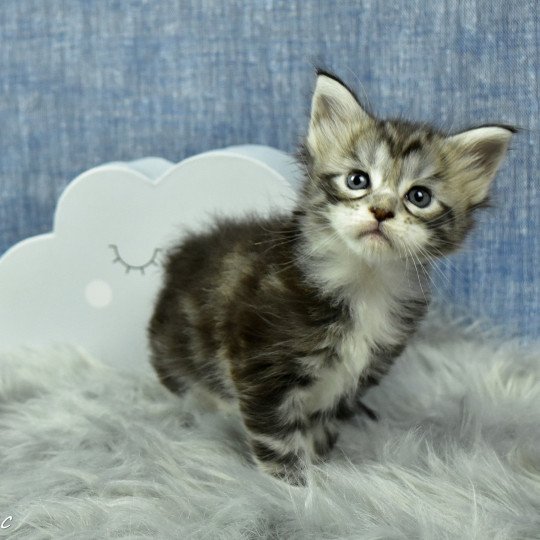 chaton Maine coon black silver blotched tabby & blanc Shanelle chatterie des coons des 2 caps