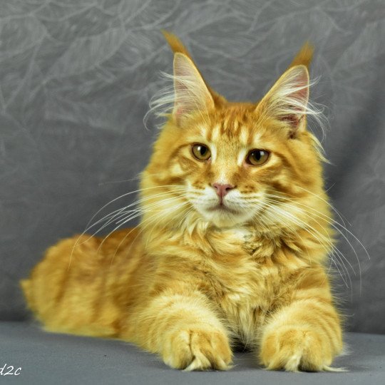 Shangaï Mâle Maine coon